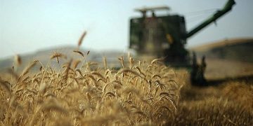 رشد ۷ درصدی خرید تضمینی گندم نسبت به سال گذشته