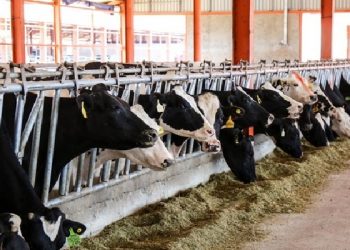 در شرکت تابعه صنایع شیر ایران رخ داد: افزایش ۲۱ درصدی، تولید شیرخام در پگاه سلماس