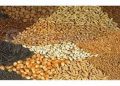 برای تولید بذر سبزی و صیفی در شرایط تحریم آماده نبودیم/ وارداتچی‌ها اجازه تولید داخل نمی دادند