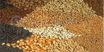 برای تولید بذر سبزی و صیفی در شرایط تحریم آماده نبودیم/ وارداتچی‌ها اجازه تولید داخل نمی دادند