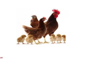 معاون وزیر جهاد کشاورزی عنوان کرد: خوداتکایی در گله‌های اجداد مرغ تا پایان ١۴٠٠