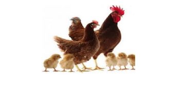 معاون وزیر جهاد کشاورزی عنوان کرد: خوداتکایی در گله‌های اجداد مرغ تا پایان ١۴٠٠