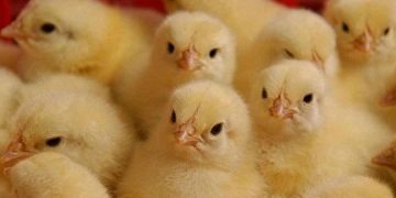 ماجرای معدوم کردن 15 میلیون قطعه تخم مرغ چه بود؟