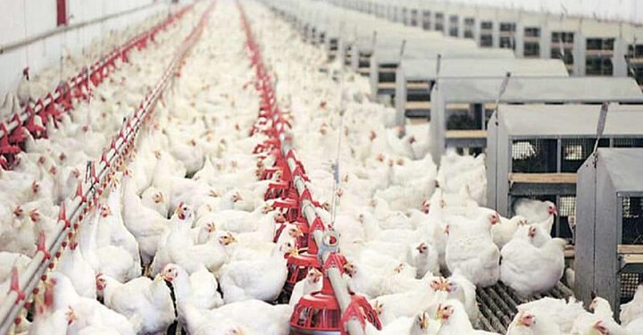صنعت مرغداری در حال تعطیلی است؛ مرغداران رغبتی برای جوجه ریزی ندارند
