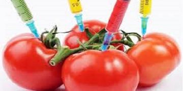 مجلس واردات محصولات تراریخته را ممنوع کند/ قاچاق بذرهای تراریخته به کشور