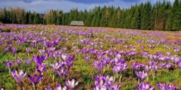 مزارع زعفران شناسنامهدار میشود؟