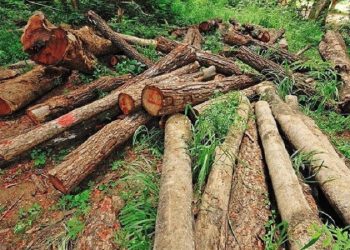 رشد ۲ برابری کشفیات چوب آلات جنگلی/ شگردهای قاچاقچیان تغییر کرده