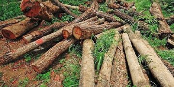 رشد ۲ برابری کشفیات چوب آلات جنگلی/ شگردهای قاچاقچیان تغییر کرده