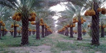 خبرهای خوب برای نخلداران؛ عوارض صادرات خرما برداشته شد/ برگشت پول صادرکنندگان با ارز آزاد