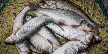 تولید ماهی قزل آلا به ۱۴۰ هزار تن می‌ رسد؛ قیمت هر کیلو قزل آلا ۲۶ هزار تومان