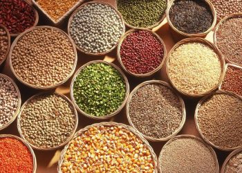 برای تولید بذر سبزی و صیفی در شرایط تحریم آماده نبودیم/ وارداتچی‌ها اجازه تولید داخل نمی دادند