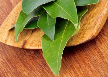 خواص برگ بو؛ گیاهی که یک تنه سرما خوردگی و آنفلوانزا را حریف است