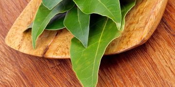 خواص برگ بو؛ گیاهی که یک تنه سرما خوردگی و آنفلوانزا را حریف است