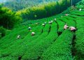 رشد ۱۲ درصدی خرید تضمینی برگ سبزچای