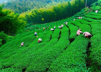 رشد ۱۲ درصدی خرید تضمینی برگ سبزچای