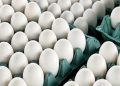تولید تخممرغ کاهش یافت / آینده بازار تخم مرغ در گرو ساماندهی نهادههای دامی
