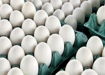تولید تخم‌مرغ کاهش یافت / آینده بازار تخم مرغ در گرو ساماندهی نهاده‌های دامی