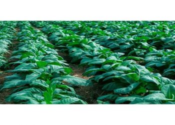 فرصت کسب درآمد و اشتغال در گلستان با توسعه کشت توتون