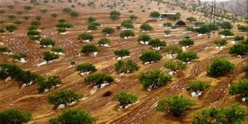 ۲۰۰ هزار هکتار از حاشیه جنگل‌های لرستان مستعد ایجاد باغ