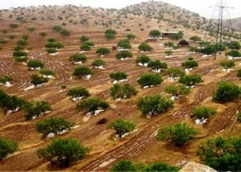۲۰۰ هزار هکتار از حاشیه جنگل‌های لرستان مستعد ایجاد باغ