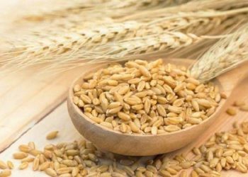 رقم جدید جو مقاوم به سرما در مازندران تولید شد