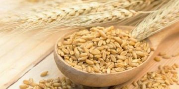 رقم جدید جو مقاوم به سرما در مازندران تولید شد