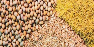 مشکل تخصیص ارز واردات خوراک دام برای اتحادیه های تولید/برخی به راحتی ارز می گیرند