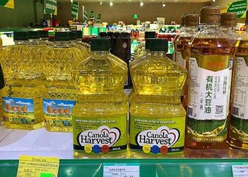 وقتی کلزا ارزش طلا پیدا می‌کند؛ دعوای چین و کانادا چه بر سر بازار آورد؟