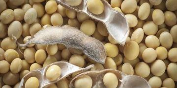 قیمت سویا در بازار آزاد ۱۲هزارتومان شد/ تولید مرغ توجیه اقتصادی ندارد