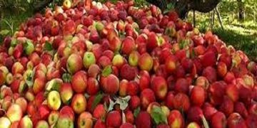 قیمت خرید حمایتی سیب صنعتی و گوجه فرنگی تعیین شد