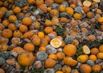 راهکار کاهش ضایعات محصولات کشاورزی/نقش تعلیق غیرقانونی «قانون تمرکز» در تشدید ضایعات