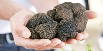 پرورش قارچ ترافل باغی، مسیری برای حفظ طبیعت و اشتغال گلستان