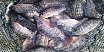 رقابت قزل‌آلای ایرانی با تیلاپیای وارداتی/ آخرین وضعیت تولید ماهی تیلاپیا در کشور