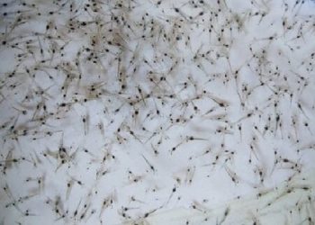 با تلاش محققان کشور حاصل شد : ساخت دستگاهی برای شمارش لارو میگو با خطای ۵ درصد