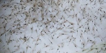 با تلاش محققان کشور حاصل شد : ساخت دستگاهی برای شمارش لارو میگو با خطای ۵ درصد