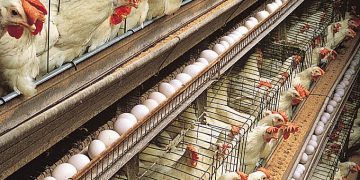 مرغداران تخلف نمی‌کنند / همه فرایندها در سامانه ثبت می‌شود