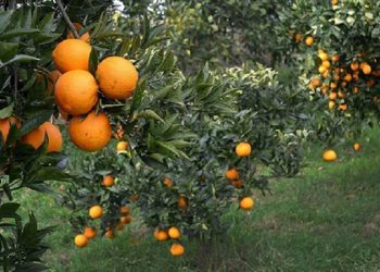 چرا صادرات مرکبات چاره کار کشاورزان نبود؟/ تجربه مان می‌گوید امسال هم قرار نیست اتفاق خاصی بیفتد!