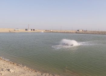 مشاور رییس جمهوری از مزرعه پرورش میگوی قشم بازدید کرد