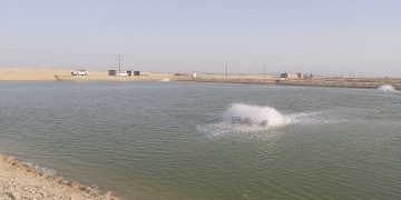 مشاور رییس جمهوری از مزرعه پرورش میگوی قشم بازدید کرد