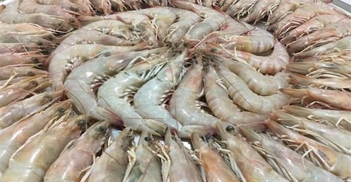 رییس سازمان شیلات ایران خبر داد: هدف‌گذاری برای تولید ۵۲ هزارتن میگو تا پایان سال‌جاری