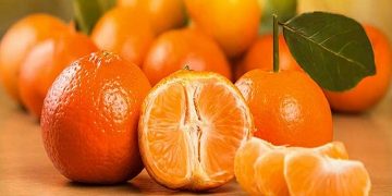 نارنگی زودرس مازندران وارد بازار شد