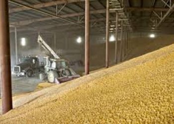 واردات ۴.۵ میلیون تن ذرت به کشور