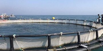 شیلات مازندران از افزایش آب‌بهای پرورش ماهی در استان انتقاد کرد