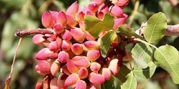 استان سمنان میزبان باغهای مادری پسته، زردآلو، بادام و انگور میشود