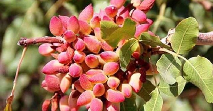 استان سمنان میزبان باغ‌های مادری پسته، زردآلو، بادام و انگور می‌شود