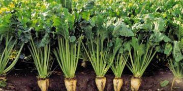 پیش‎‌بینی تولید ۵ میلیون تن چغندرقند بهاره