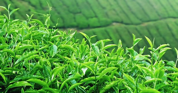 برداشت ۱۱۷ هزار تن برگ سبز چای در سال جاری