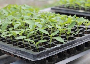 مزایای کشت نشایی محصولات کشاورزی چیست؟