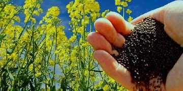 سطح کشت کلزا در خراسان رضوی ۲ برابر افزایش یافت