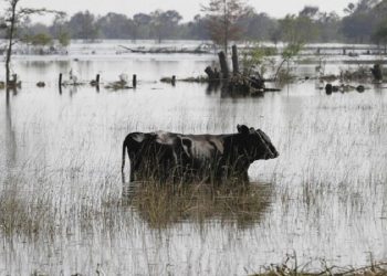 حمله پشه‌های قاتل به صدها راس اسب و گاو در آمریکا